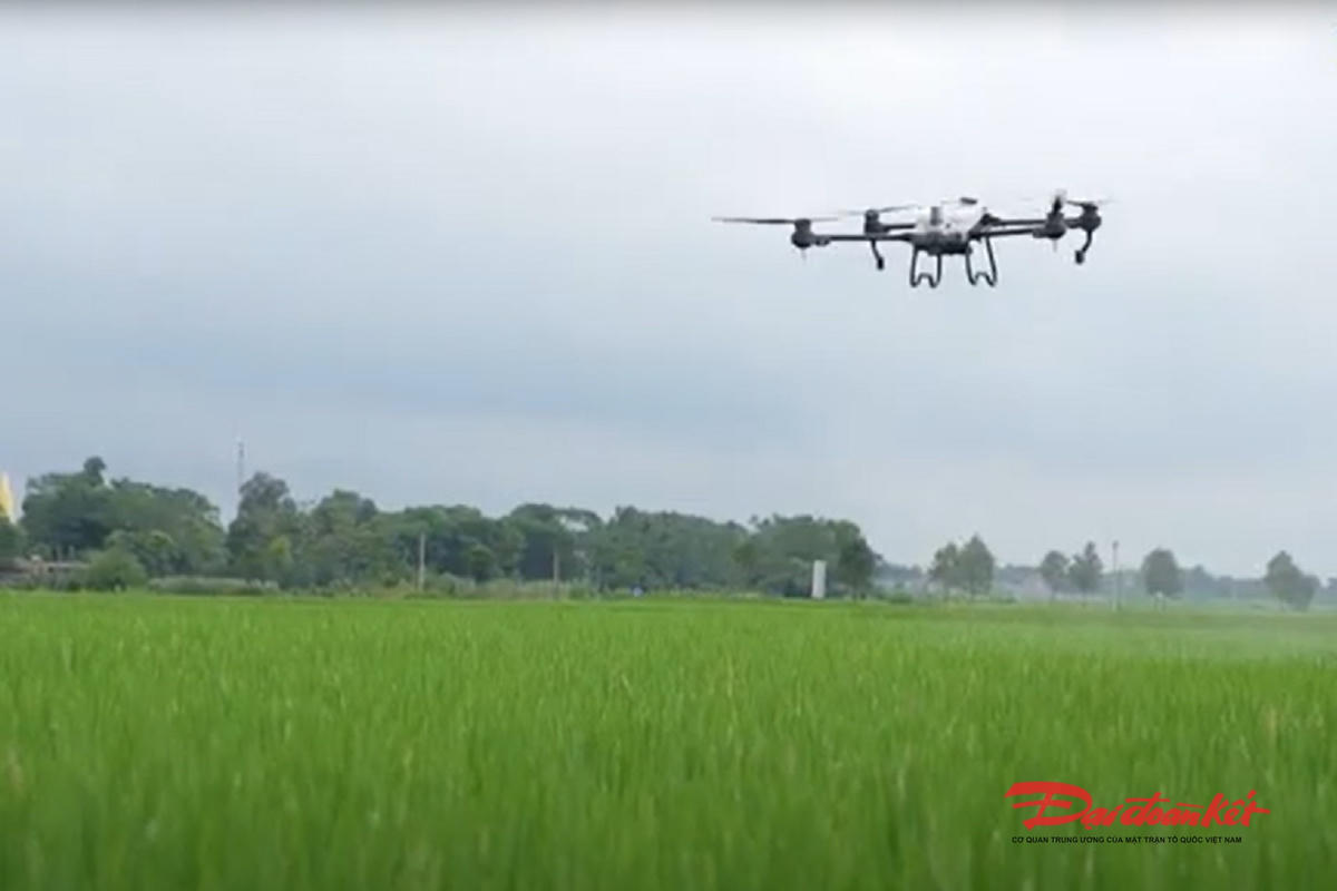 Nhiều nơi tại Thái Nguyên, người nông dân đã đưa thiết bị bay không người lái vào phục vụ sản xuất nông nghiệp. Ảnh: Toán Nguyễn.