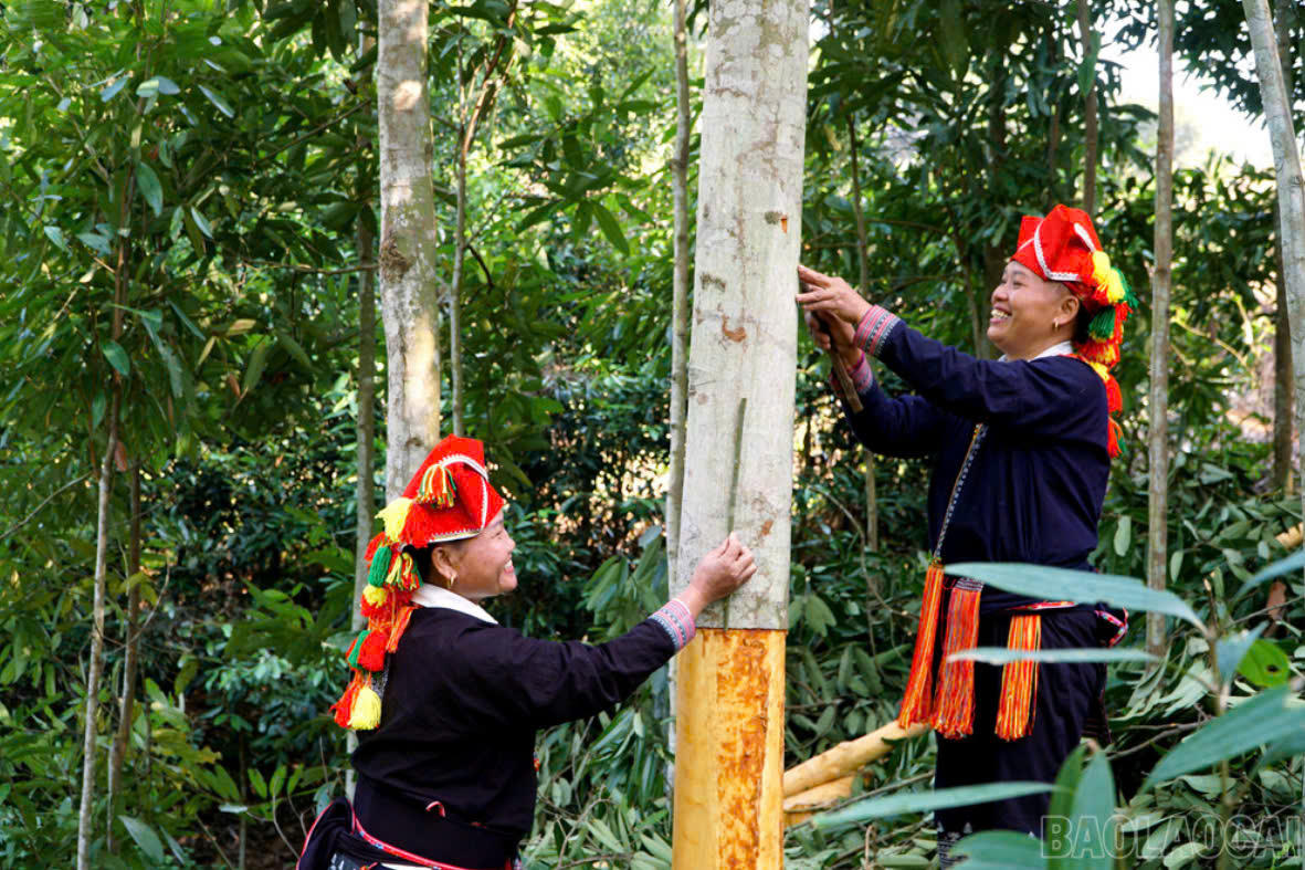 Đồng bào dân tộc thiểu số xã Bảo Hà vươn lên thoát nghèo, làm giàu từ mô hình trồng quế. Bên cạnh việc tiếp cận thông tin hữu ích từ các phương tiện truyền thông liên quan đến kỹ thuật trồng, chăm sóc, thu hoạch quế, người dân cũng chủ động chia sẻ thông tin với nhau để xây dựng vùng quế rộng lớn, chất lượng. Ảnh: Vân Thảo
