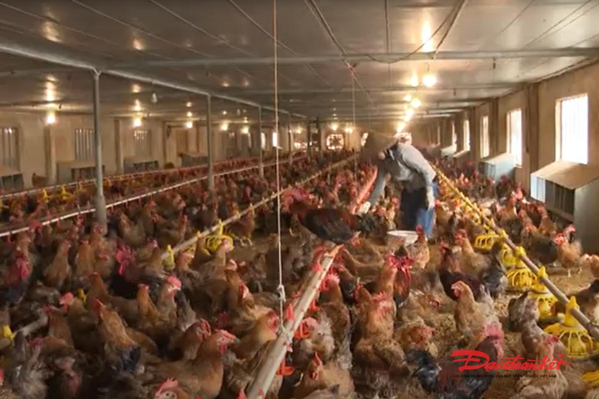 Người nông dân Thái Nguyên chăn nuôi gà theo hướng công nghiệp. Ảnh: Toán Nguyễn.