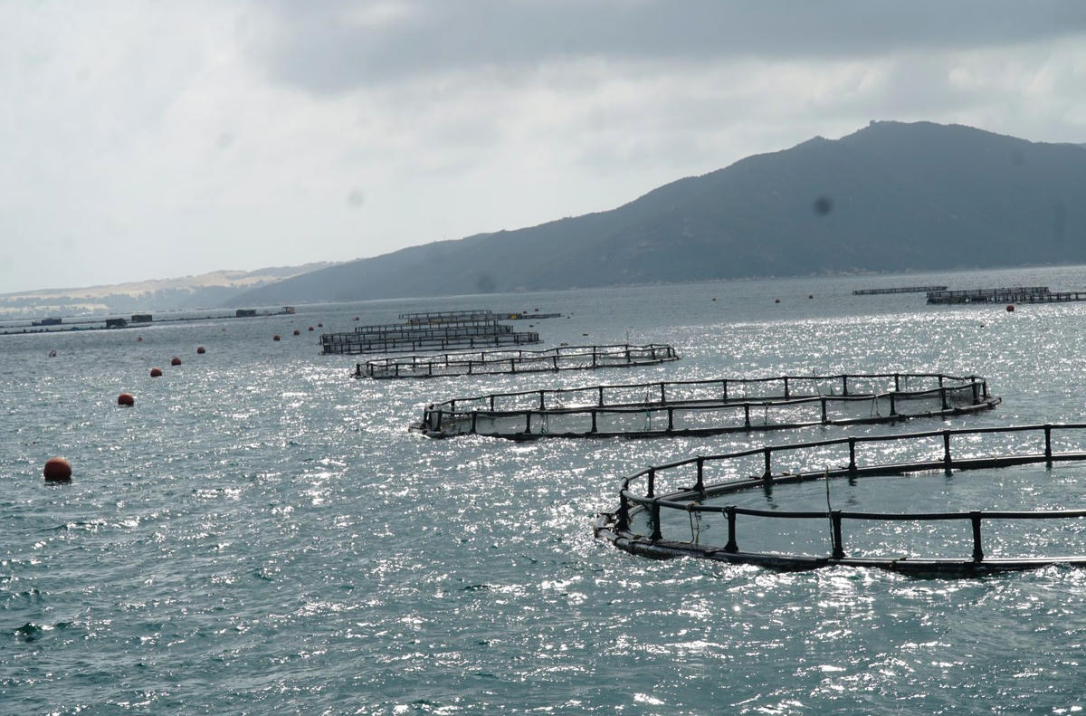 Nuôi biển công nghiệp trong chiến lược tăng trưởng xanh