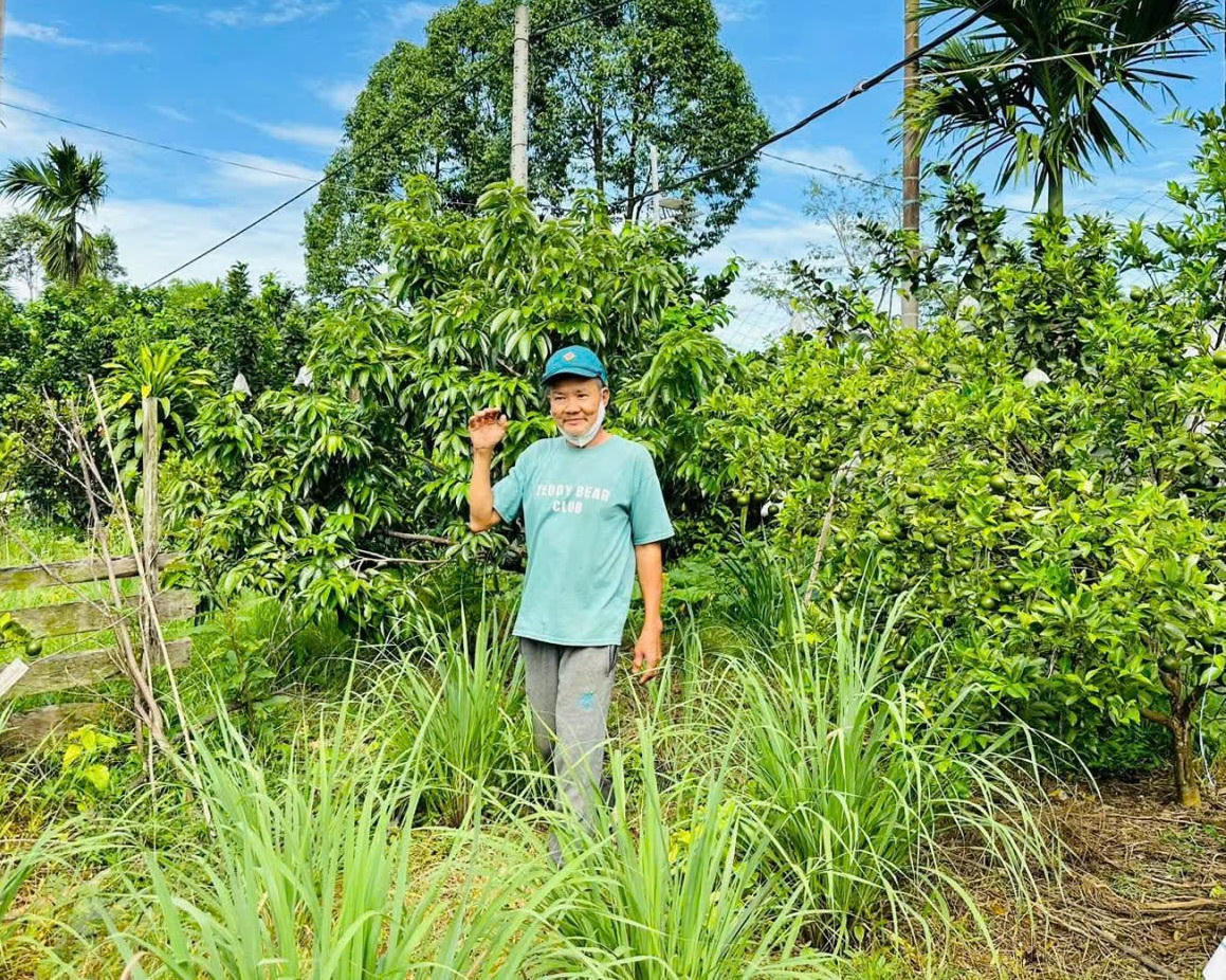 Mô hình trồng quýt đường của ông Ngô Văn Tuất mang lại thu nhập ổn định. Ảnh: A.L.
