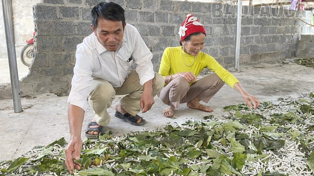 Nông dân xã Văn Chấn phát triển mô hình trồng dâu nuôi tằm mang lại thu nhập khá. Ảnh: baolaocai.vn