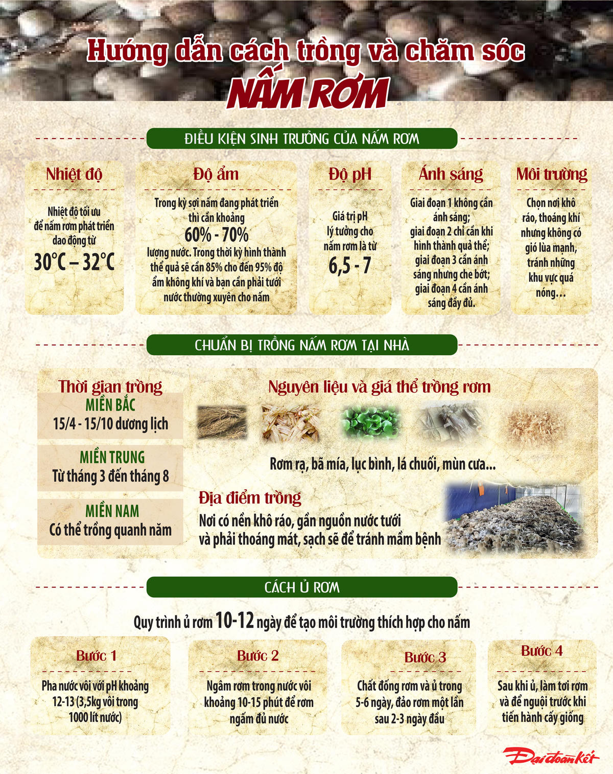 Điều kiện sinh trưởng của nấm rơm. Ảnh: T.N