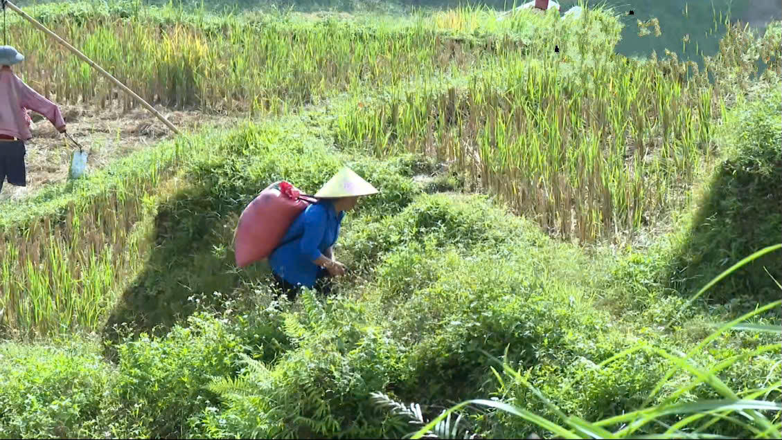 Thiếu thông tin, người dân xã Hồng Thái sản xuất manh mún, thiếu định hướng, mạnh ai nấy làm, thu nhập bấp bênh. Ảnh: Thái Nhung