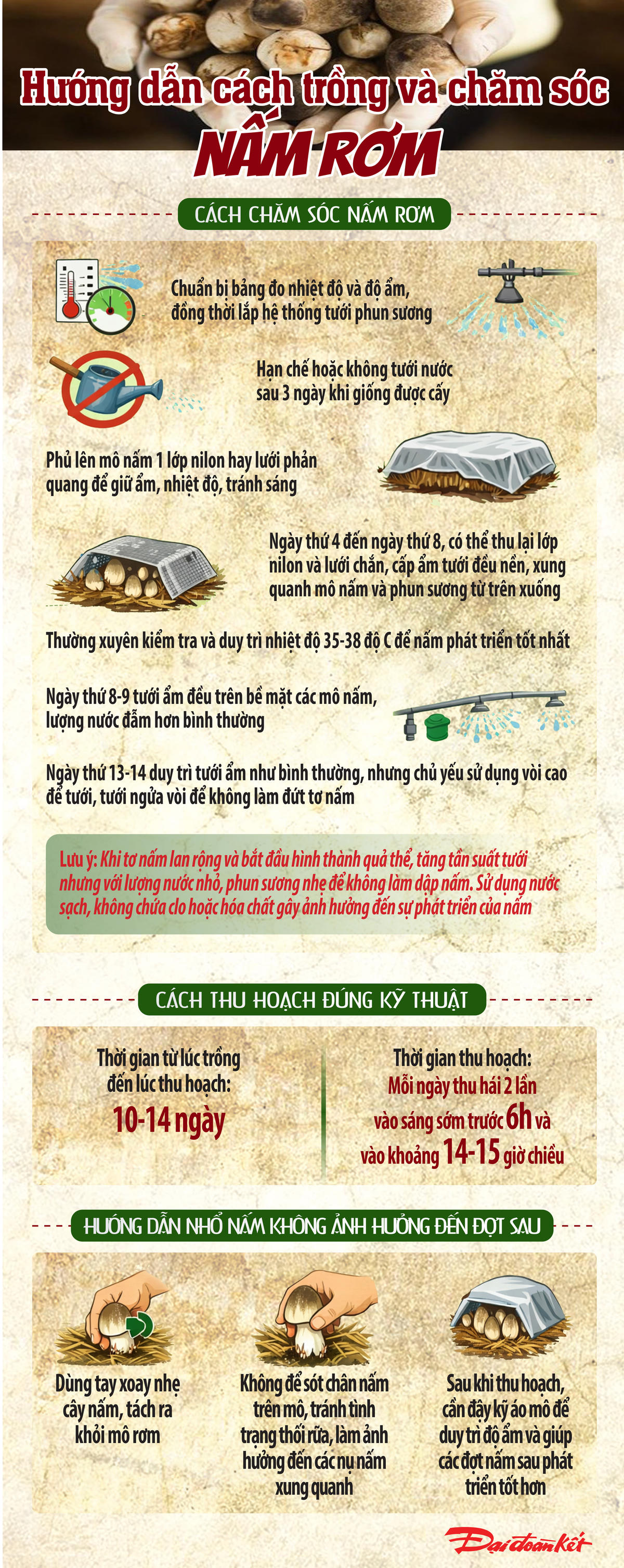 Cách thu hoạch nấm rơm đúng kỹ thuật. Ảnh: T.N