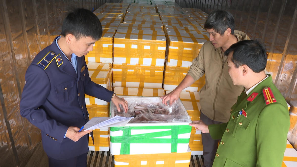 Lực lượng chức năng thu giữ hơn 7 tấn cá khoai trên xe đầu kéo. Ảnh: CATH