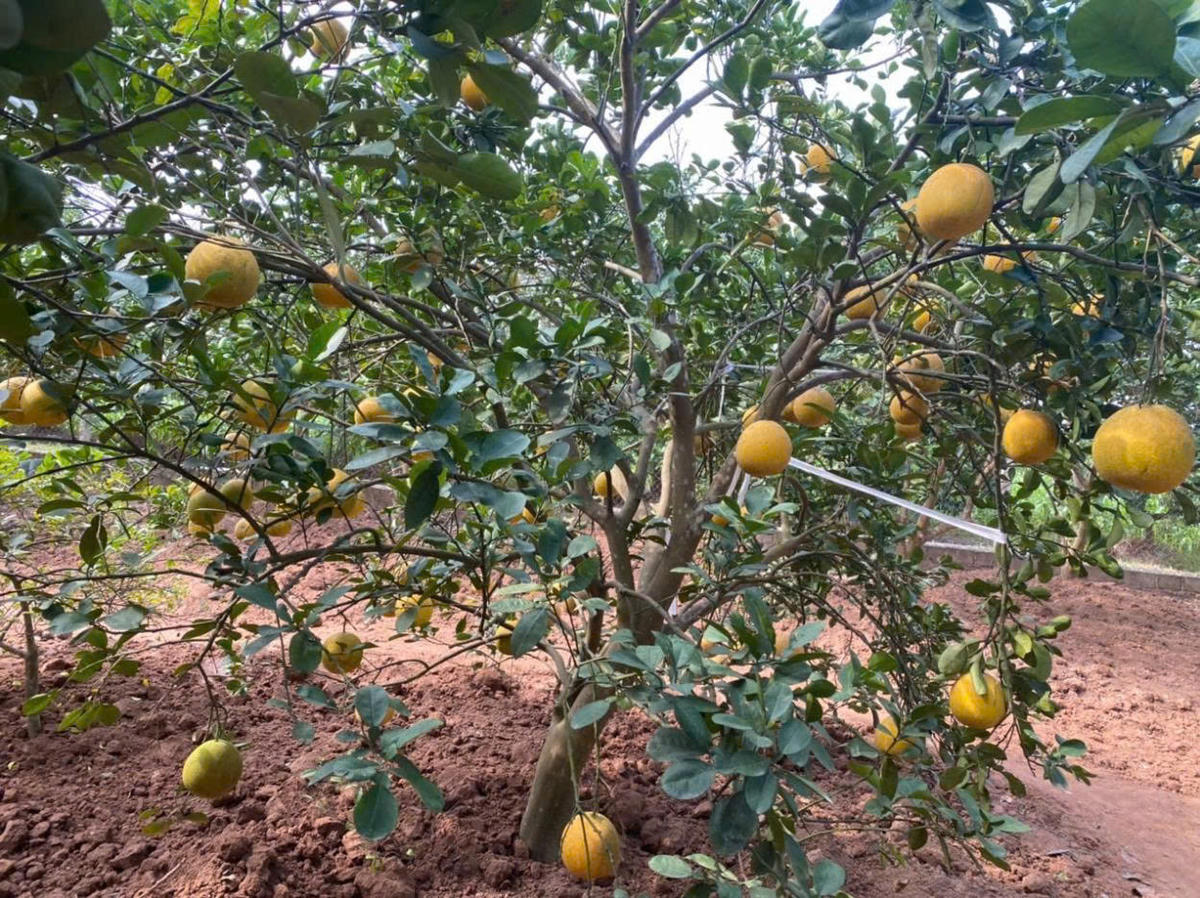 Bà con nhân dân trên địa bàn xã phát triển kinh tế vườn, nâng cao thu nhập.&nbsp;