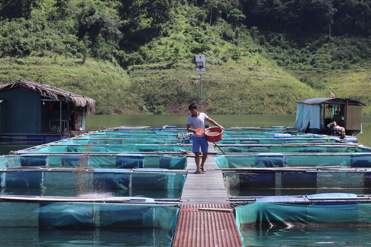 Mô hình nuôi cá lồng trong lòng hồ Cửa Đạt của anh Nguyễn Văn Sinh (xã Thường Xuân) mang lại hiệu quả cao. Ảnh: Đình Minh