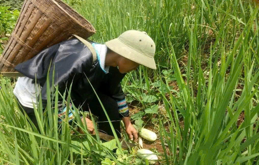 Mô hình dưa rẫy trồng xen với lúa, ngô mang lại hiệu quả kinh tế cho người nông dân. Ảnh: T. L