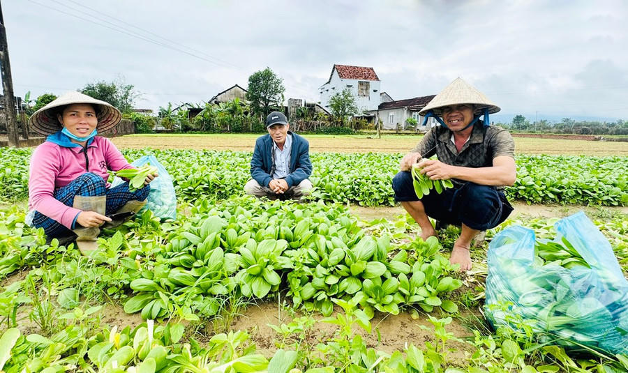 Nhờ nắm bắt thông tin, gia đình ông Trần Hữu Tuệ (tổ 1, khối Thuận Nghĩa, Sơn Tây, Gia Lai) mạnh dạn đưa các giống rau mới vào trồng, áp dụng kỹ thuật canh tác phù hợp nên mang lại hiệu quả cao, thu nhập ổn định. Ảnh: Đinh Yến