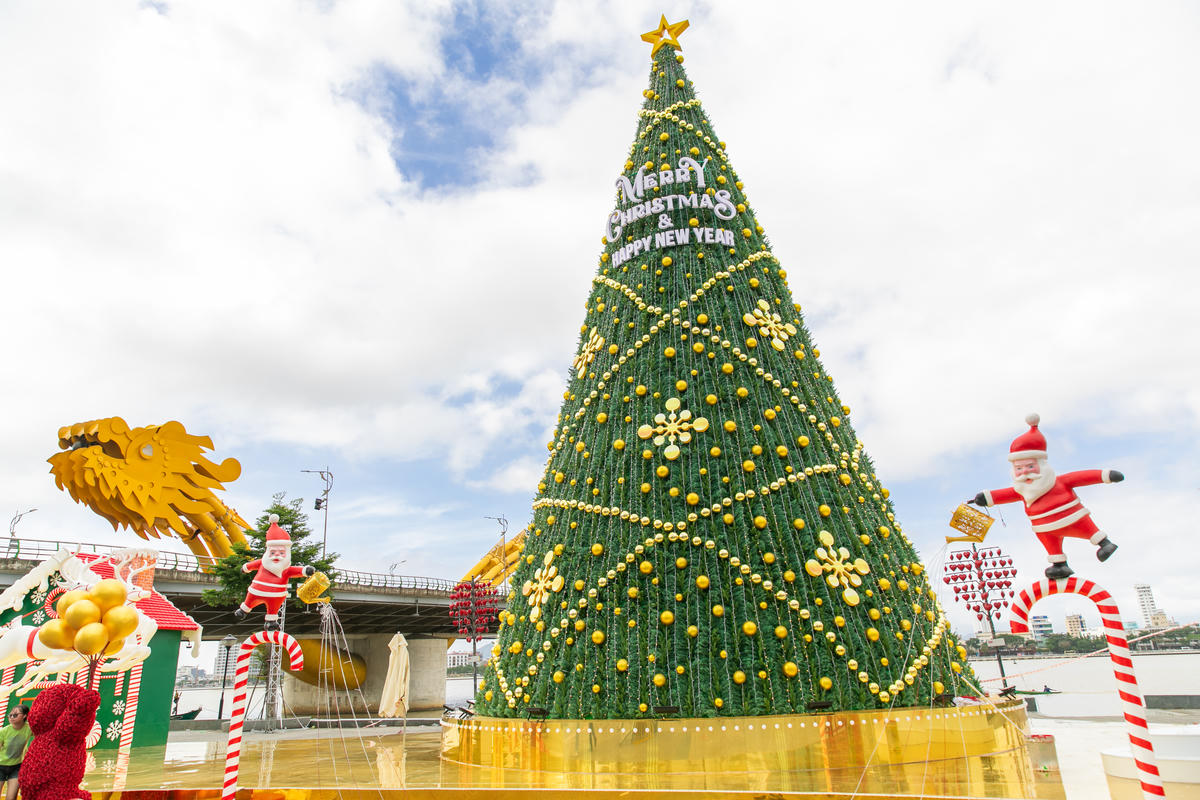 Cây thông cao 20 mét tại cầu Rồng. Ảnh: Nguyễn Tú.