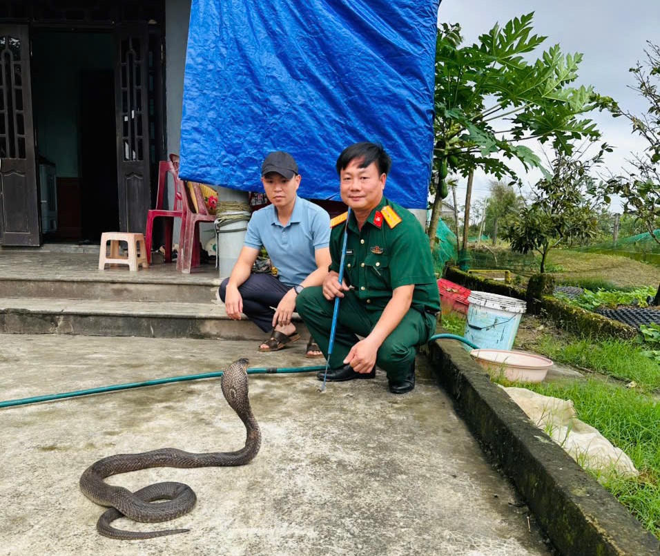 Hơn 670 con rắn hổ mang ‘lậu’ phát hiện ở Quảng Trị hiện được chăm sóc ở đâu?