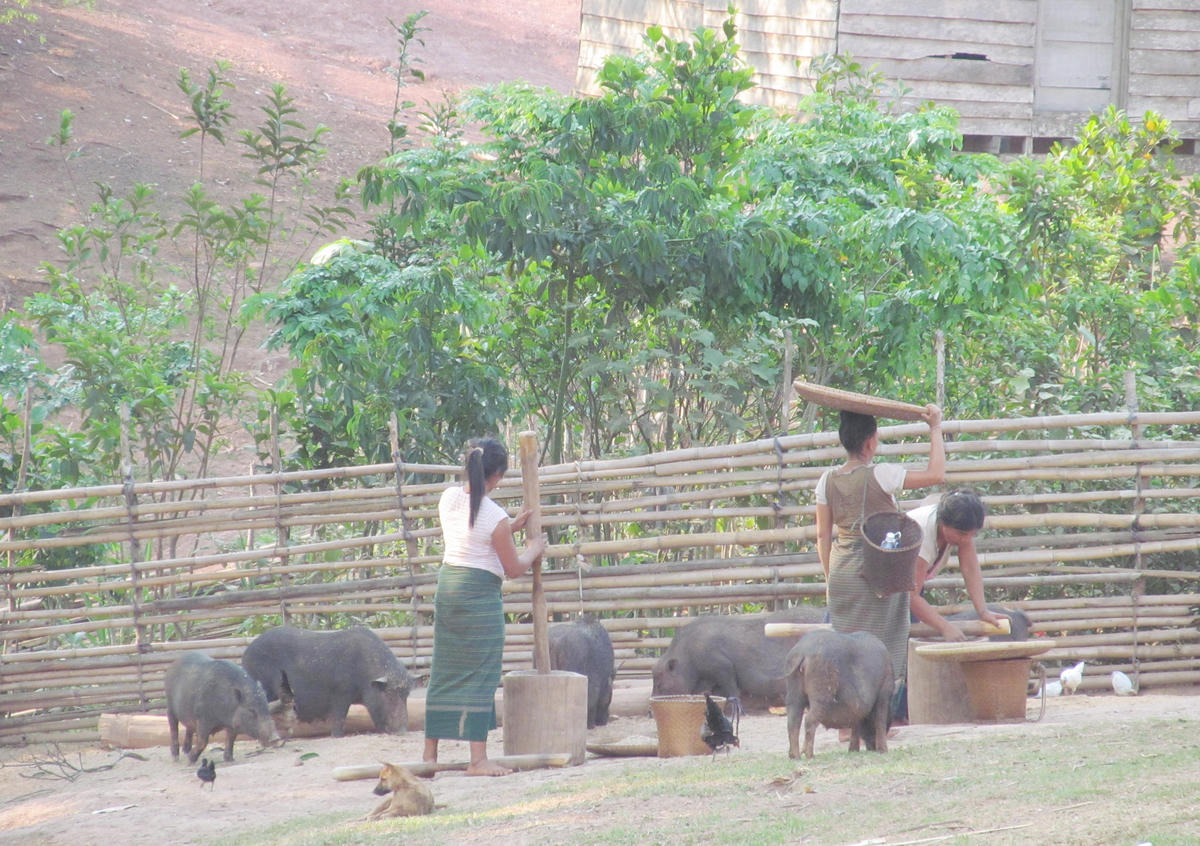 Thông tin vì thế không còn xa lạ, mà hiện hữu trong đời sống hằng ngày. Từ chỗ sống dựa vào rừng, bà con mạnh dạn chăn nuôi, phát triển kinh tế hộ gia đình, vươn lên thoát nghèo.