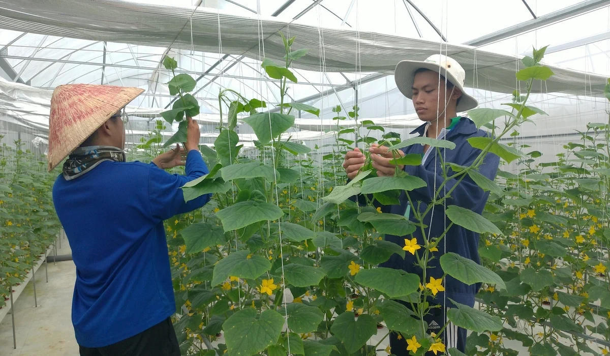 Người dân chuyển đổi cơ cấu cây trồng, vật nuôi phù hợp theo hướng liên kết tạo giá trị gia tăng nhằm nâng cao thu nhập. Ảnh: Thanh Bạch.