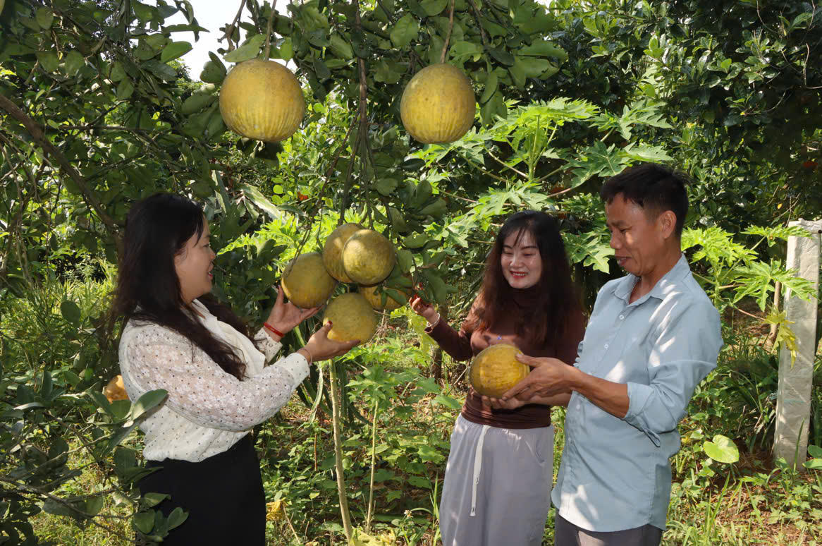 Mô hình trồng bưởi của nhân dân bản Lá, xã Gia Phù. Ảnh: baosonla.vn