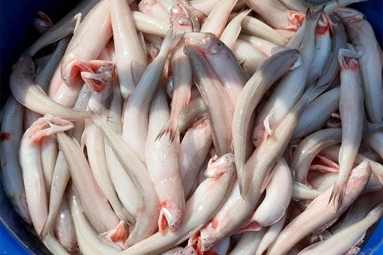 Nguồn gốc cá cháo tồn dư Formol phát hiện ở Hà Tĩnh chủ yếu từ Lâm Đồng, Nghệ An. Ảnh: HN.