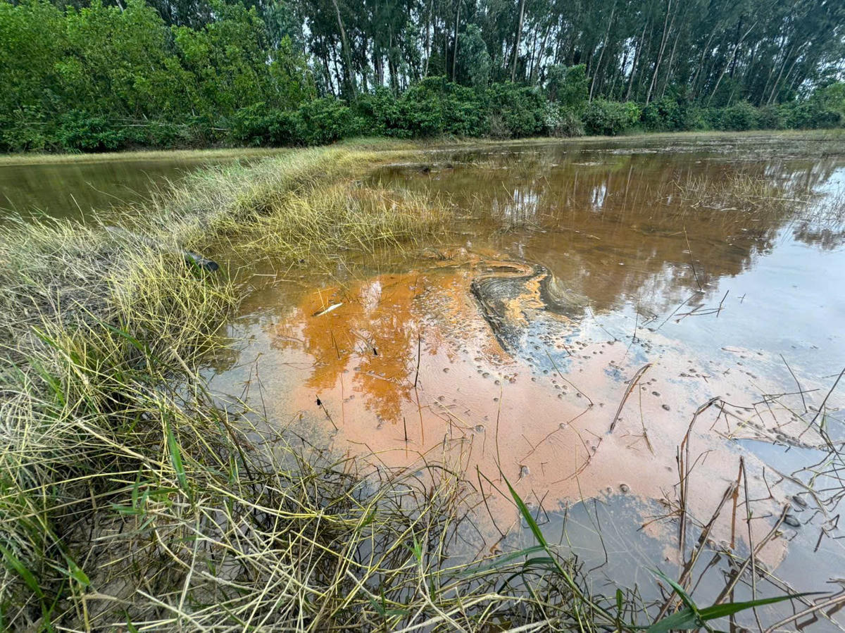 Dầu tràn ngoài đồng ruộng của người dân xã Vạn Tường. Ảnh: CV.