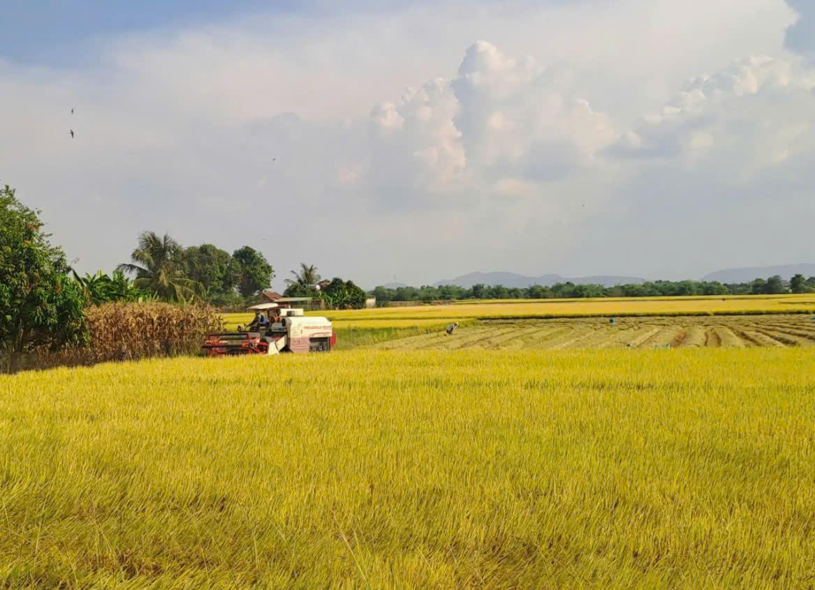 Cánh đồng lúa ST25 chín vàng tại xã Ea Bung (Đăk Lắk). Ảnh: baodaklak.vn