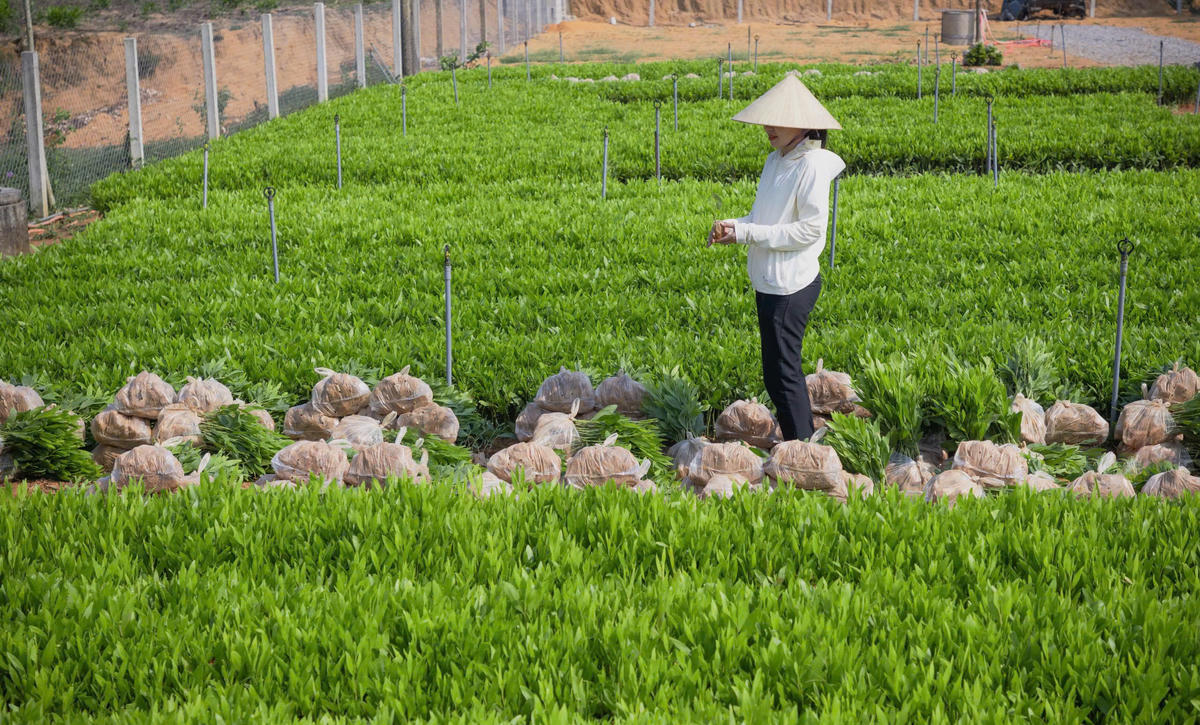 Nhờ được hỗ trợ vốn ưu đãi, đặc biệt là tiếp cận các thông tin, kỹ năng sản xuất từ phương tiện truyền thông và các lớp tập huấn, người dân ở Quảng Trị đã phát triển các mô hình kinh tế hộ gia đình. Ảnh: XT 