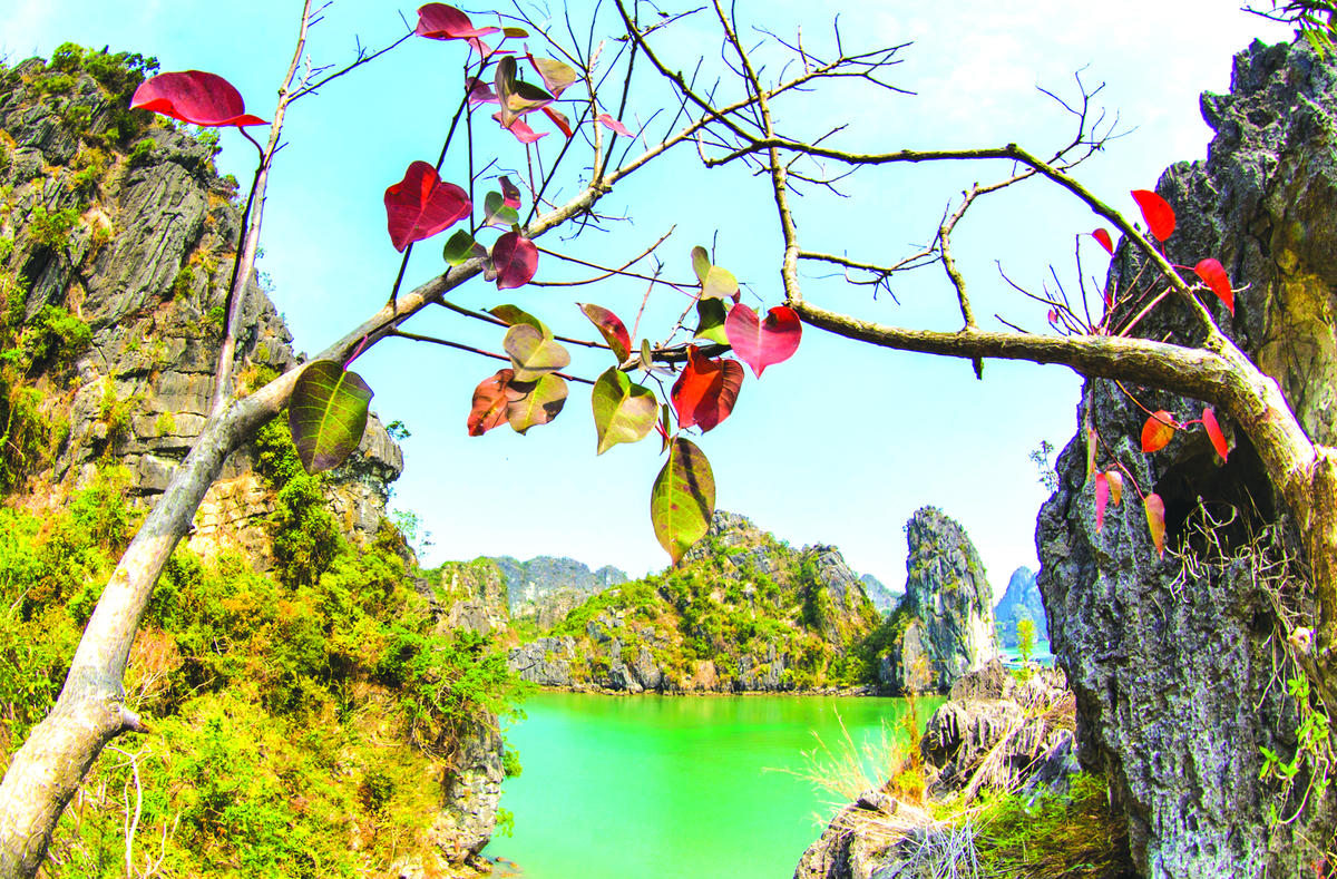 Khả năng bám trụ và sinh tồn của cây Sòi vô cùng mạnh mẽ.