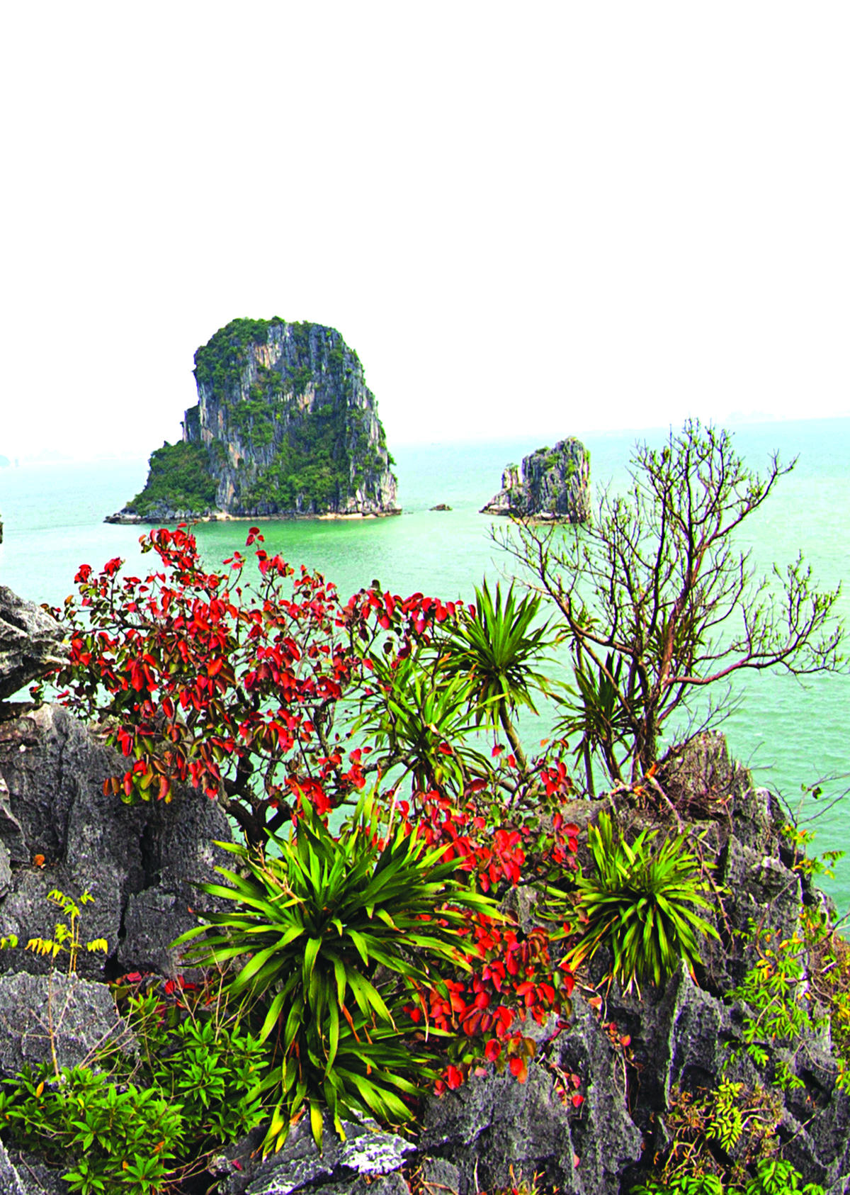 Có những cây vươn mình trên những đỉnh núi cao.