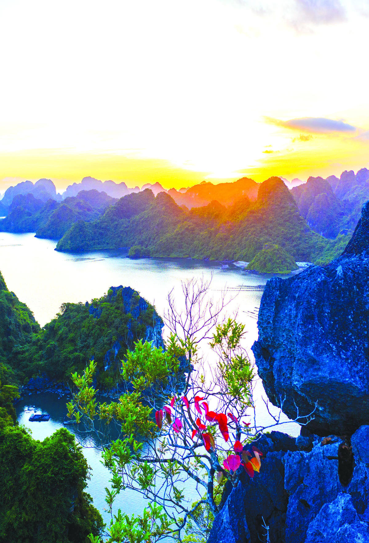 Có cây lại mọc ngang chừng núi, hoặc là là mặt nước.