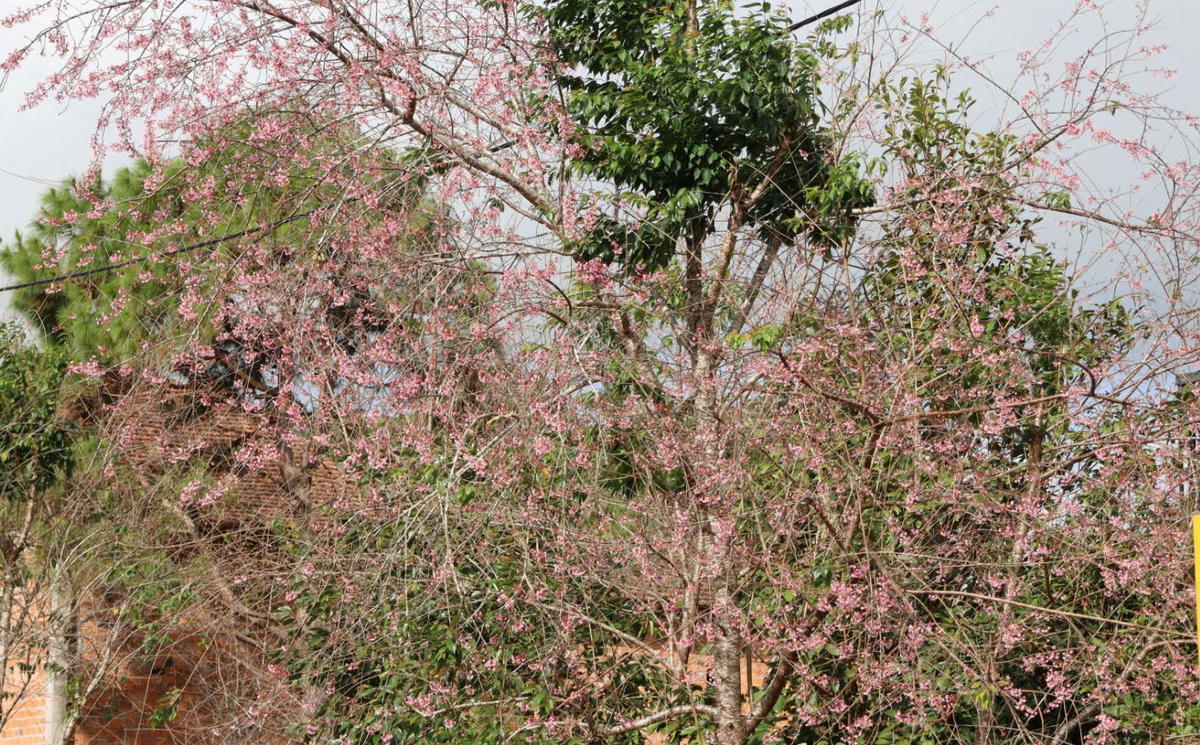 Mai anh đào tại xã Măng Đen đã bắt đầu nở. Ảnh: CV.