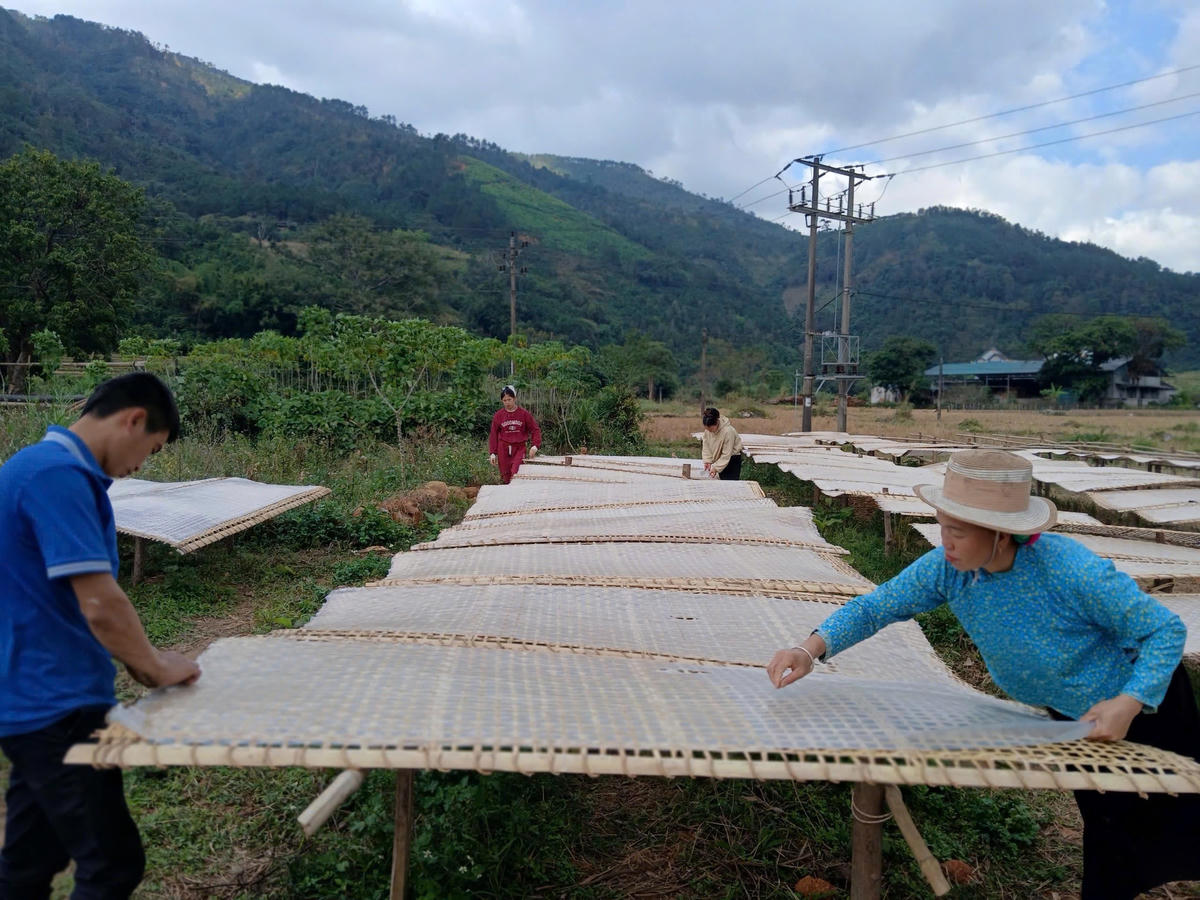 Gần như cả thôn đều tập trung vào làm miến. 