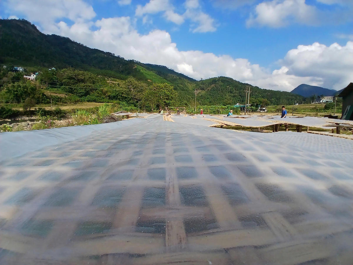 Mỗi vụ miến Tết là mỗi mùa người Sán Chỉ ở Bình Liêu gia tăng thu nhập, chuẩn bị cho mùa lễ hội sắp tới.