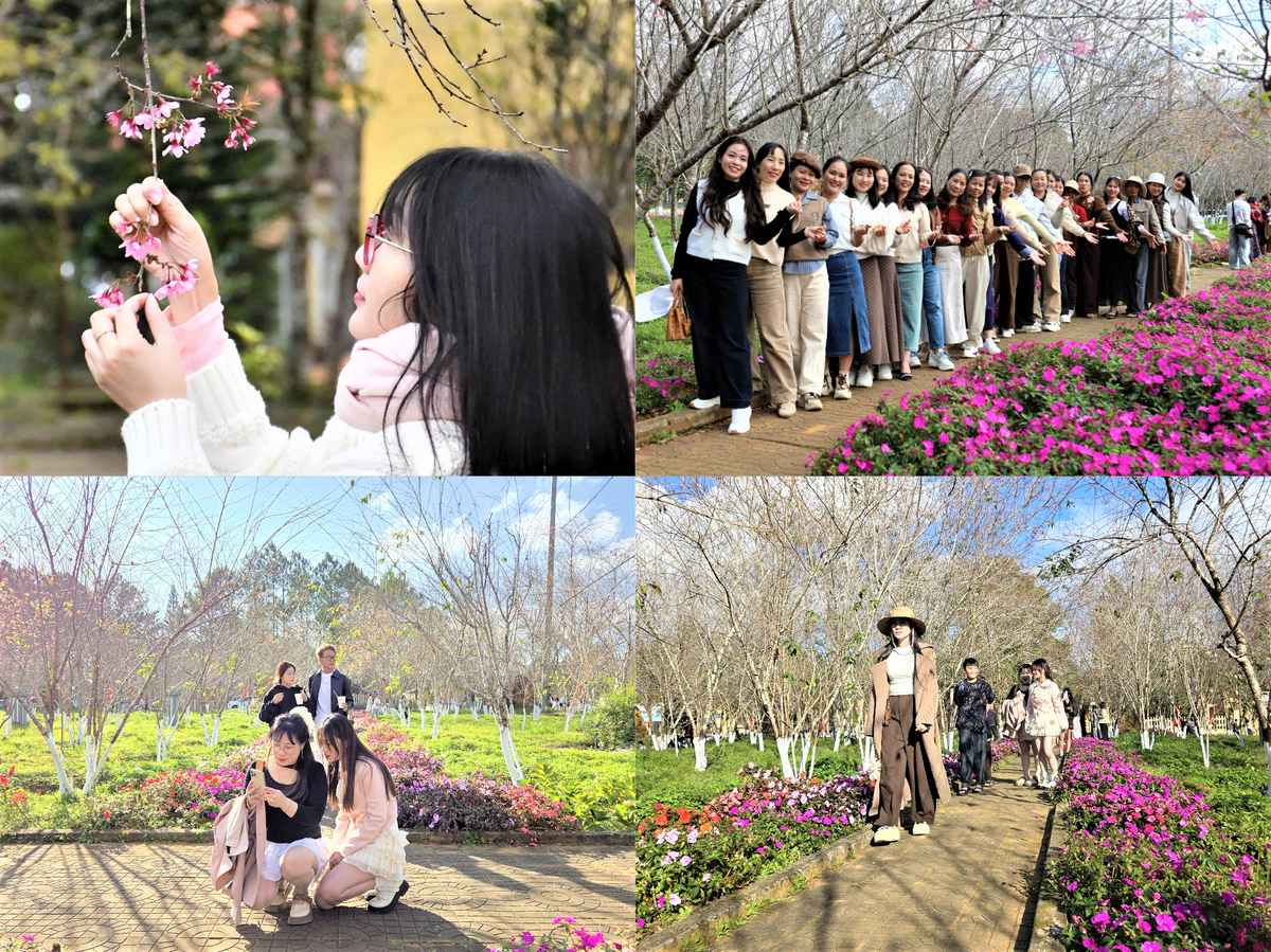 Nhiều du khách check in ở vườn hoa Anh Đào, ở xã Măng Đen. Ảnh: CV.