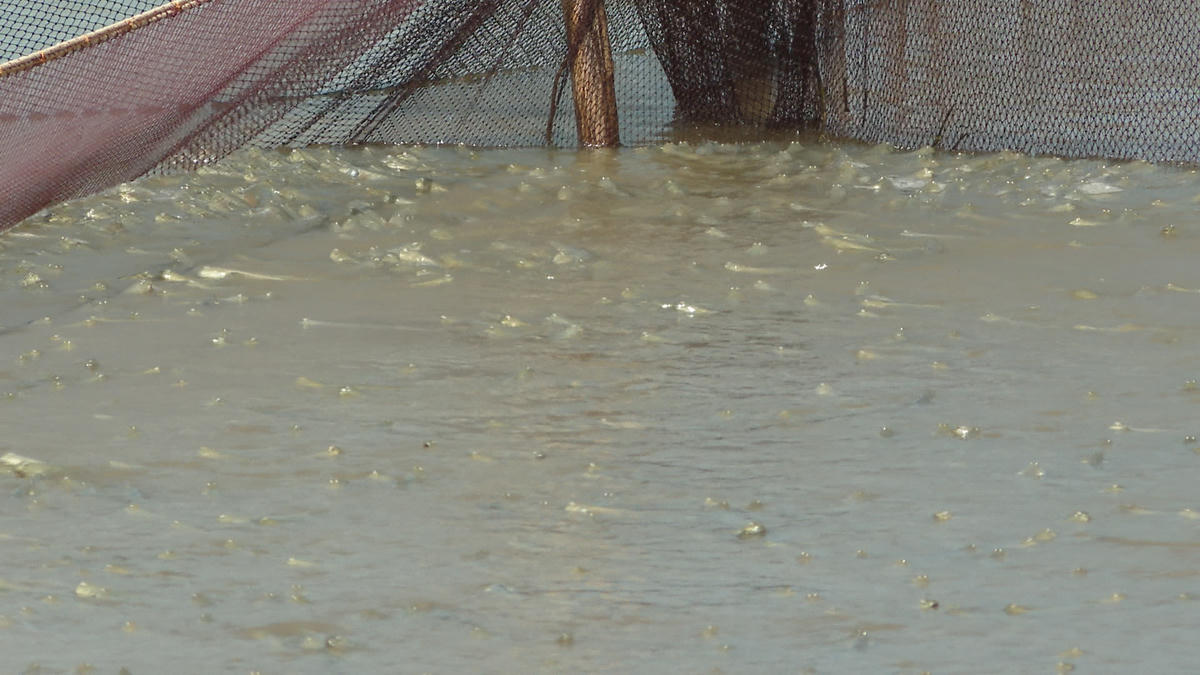 Cá kèo được thu mua với giá cao giúp hộ nuôi thu về lợi nhuận khá. Ảnh: Nguyên Du