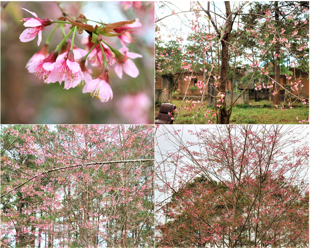 Hoa đào đang khoe sắc tại xã Măng Đen. Ảnh: CV.