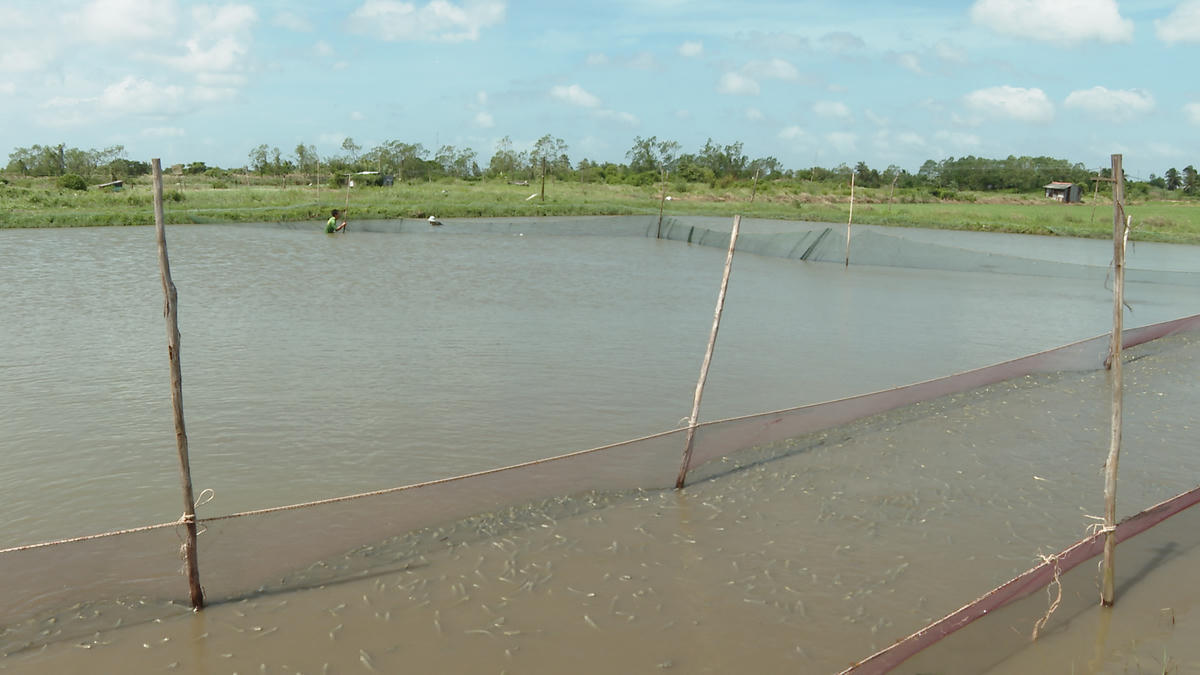 Ở các tỉnh miền Tây, nông dân có thể đào ao hoặc tận dụng ao nuôi tôm để nuôi luân canh cá kèo, diện tích 1.000-2.000 m2. Ảnh: Nguyên Du