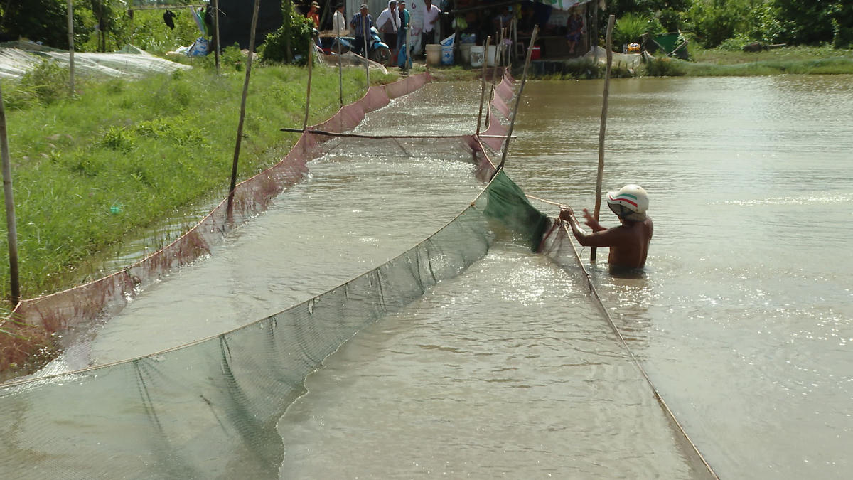 Anh Mai Bá Thức ở xã Đông Hải thu hoạch ao nuôi hơn 1.000 mét vuông với giá bán trên 160 ngàn đồng 1 kg lợi nhuận trên 60 triệu đồng. Ảnh: Nguyên Du.