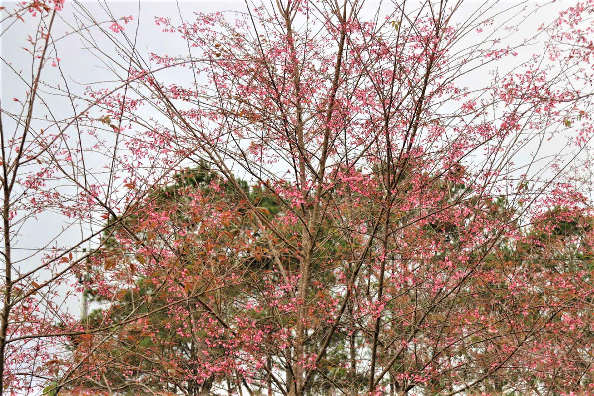 Những cây hoa đào khoe sắc. Ảnh: Chí Đại.