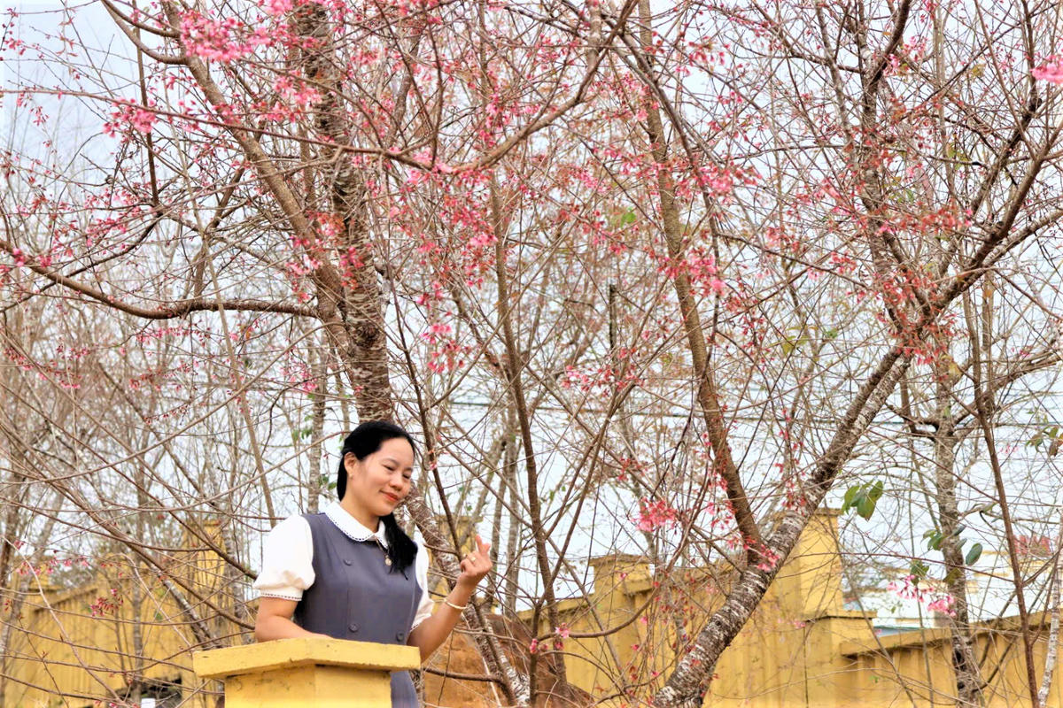 Du khách check in bên vườn hoa đào nỡ hồng rực rỡ. Ảnh: Nguyễn Tín.