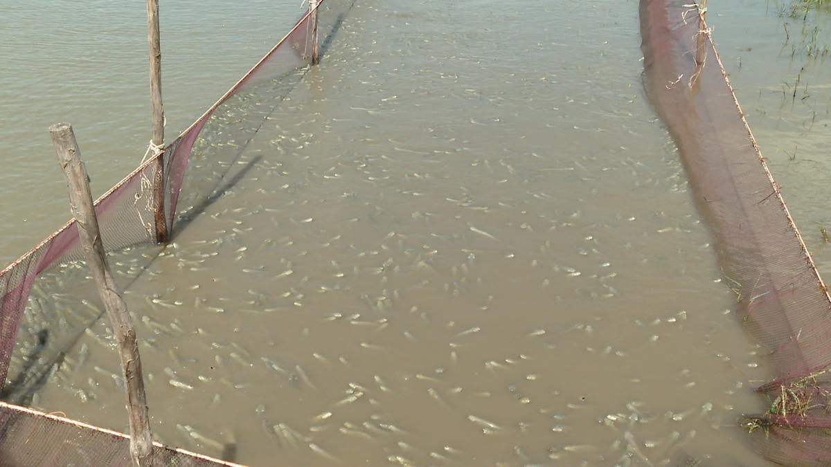 Cá kèo sau 4 - 5 tháng nuôi là đạt trọng lượng thu hoạch. Ảnh: Nguyên Du