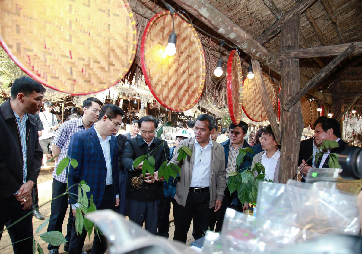 Lãnh đạo tỉnh Quảng Ngãi tham quan gian hàng sâm Ngọc Linh. Ảnh: CV.