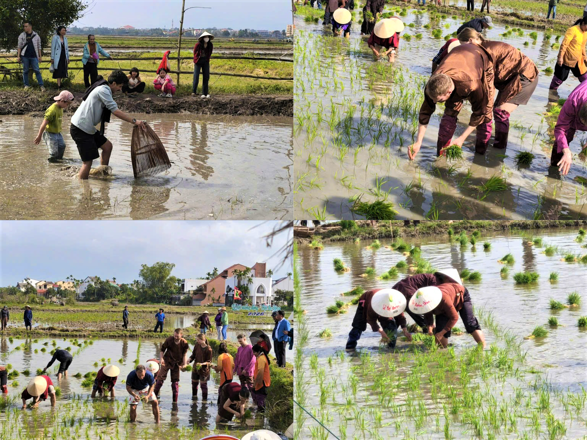 Người dân cùng du khách xuống đồng cấy lúa đầu năm mới 2026. Ảnh: Chí Đại.