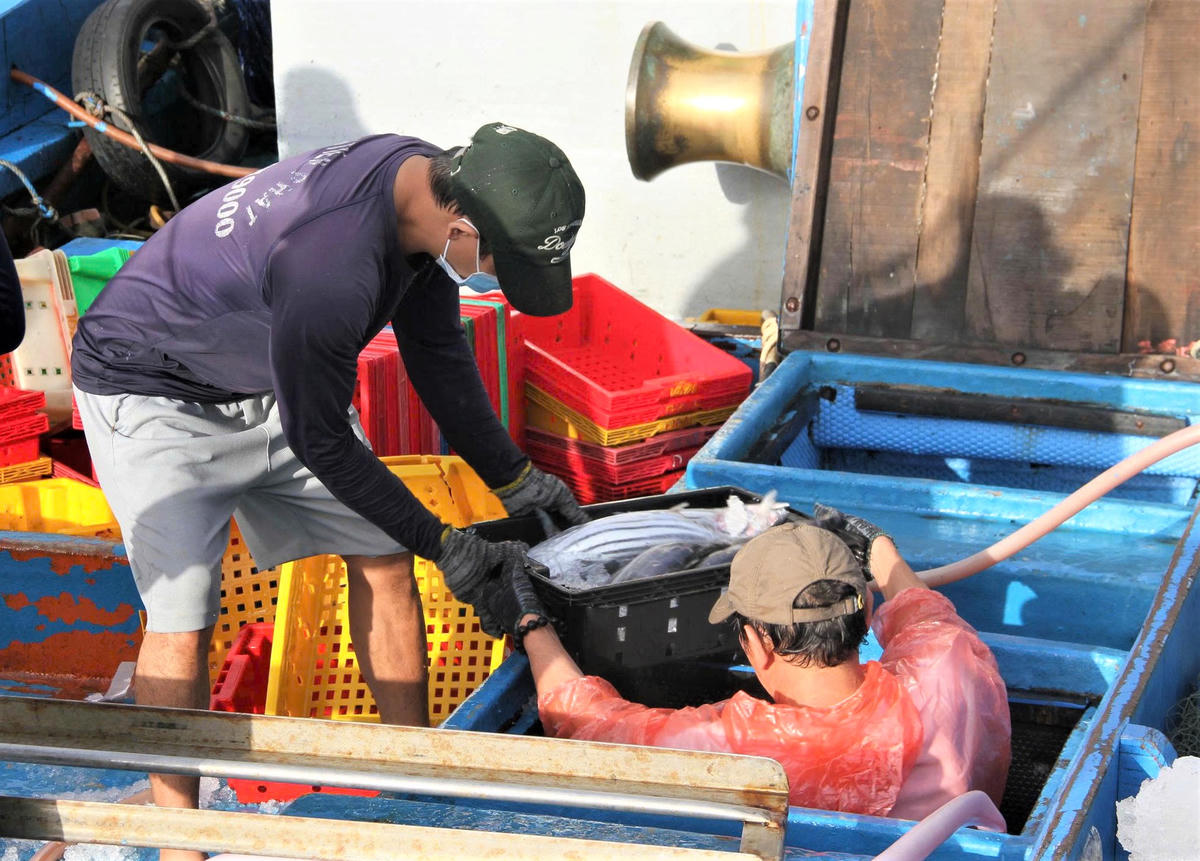 Ngư dân đưa từng sọt cá ngừ từ khoang tàu cá lên bờ. Ảnh: C.V.
