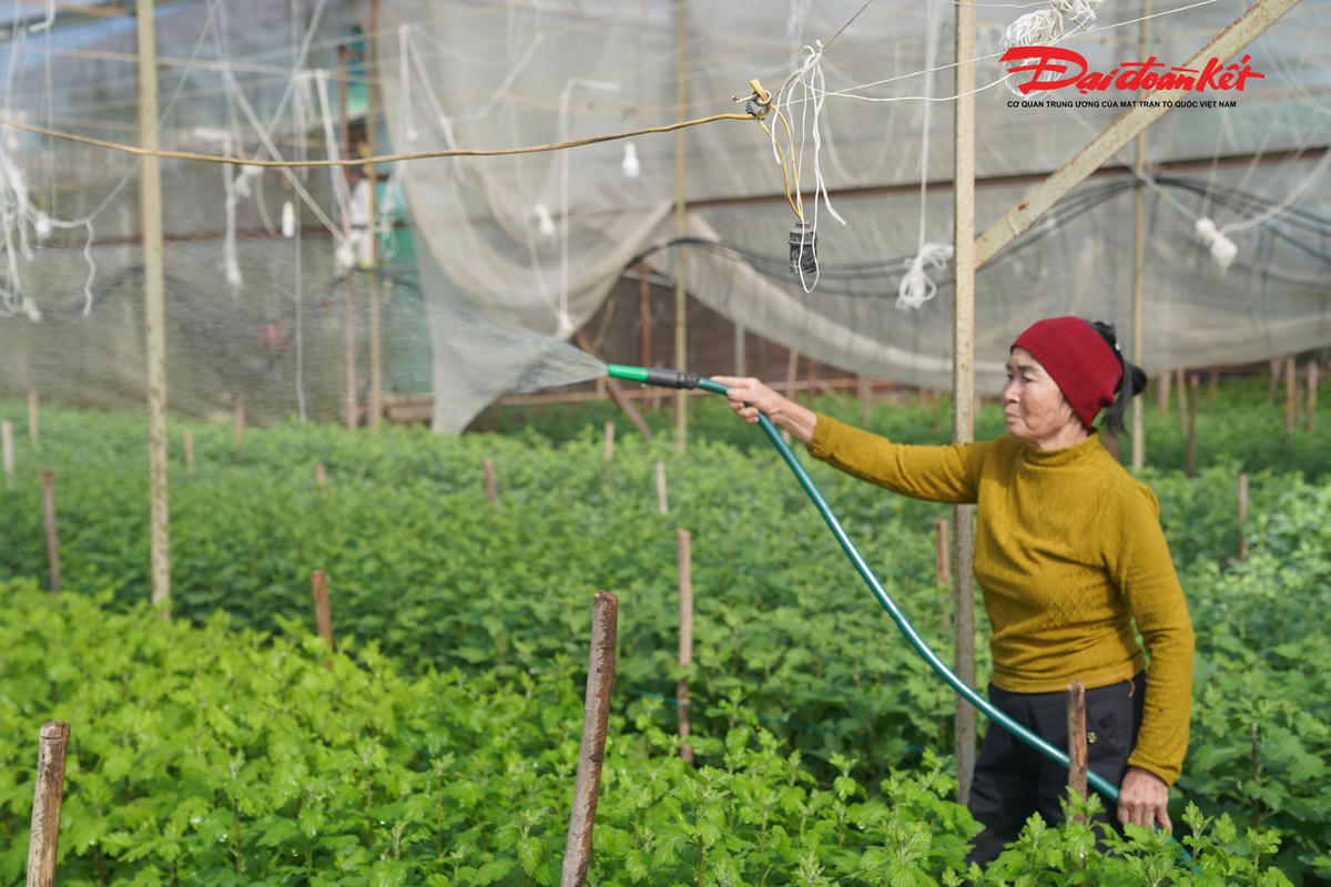 Bà Dương Thị Thi (68 tuổi, trú tại thôn Xuân Sơn, xã Toàn Lưu) chia sẻ: Giai đoạn này hết sức quan trọng, phải tập trung chăm bón để hoa nở đều, đẹp, đúng dịp Tết.
Năm nay gia đình bà trồng hơn 20.000 gốc hoa cúc trên diện tích hơn 500m². Thời điểm này, bà Thị đang tập trung chăm sóc, tỉa nụ, bón phân và chong đèn suốt đêm để hoa sinh trưởng tốt. Nhờ nhiều năm kinh nghiệm trồng hoa, bà kỳ vọng vụ hoa Tết năm nay sẽ mang lại nguồn thu nhập trên 50 triệu đồng.