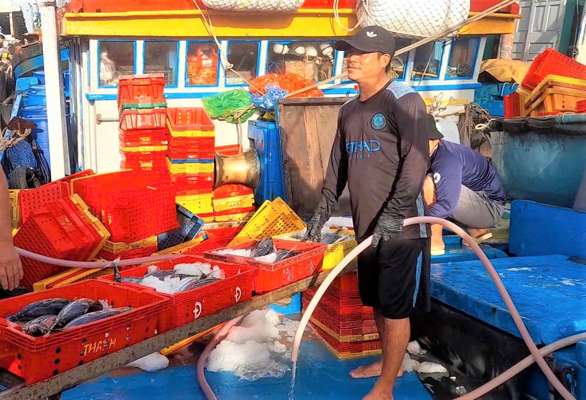 Ngư dân Nguyễn Thi đưa sọt cá ngừ bán cho thương lái.	