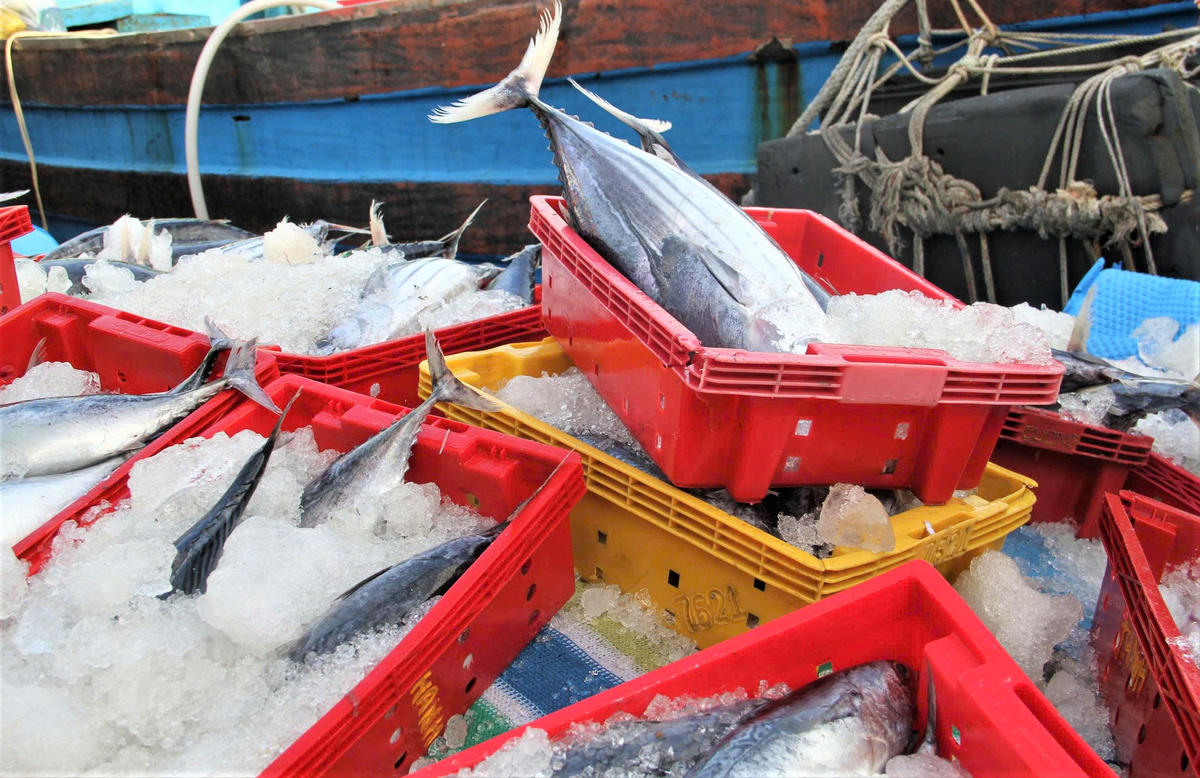 Cá ngừ sọc dừa được ướp đá giữ tươi rói. Ảnh: CV.