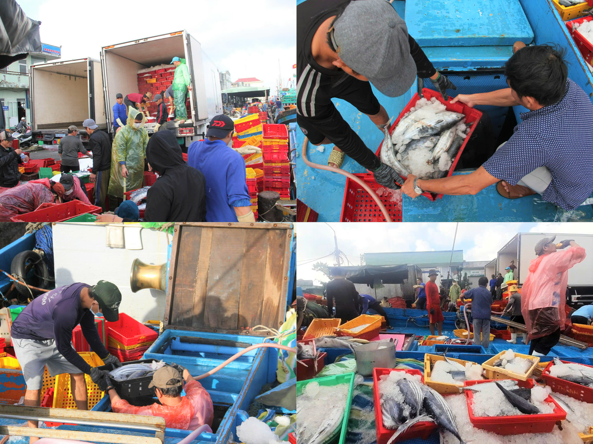 Các ngư dân đang vận chuyển cá ngừ sọc dừa bán cho thương lái tại cảng Quy Nhơn. Ảnh: CV.