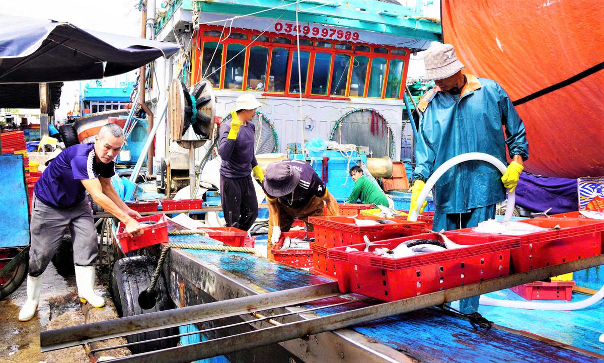 Từng sọt cá ngừ sọc dừa đưa lên cảng. Ảnh: CV.