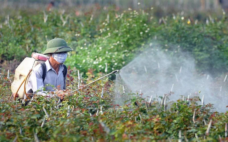 Trong thời gian tới, Bộ Nông nghiệp và Môi trường sẽ tiếp tục rà soát loại bỏ các thuốc BVTV có nguy cơ cao ảnh hưởng đến sức khoẻ con người, vật nuôi, hệ sinh thái và môi trường ra khỏi Danh mục thuốc BVTV được phép sử dụng tại Việt Nam. Ảnh: Nguyễn Đăng.