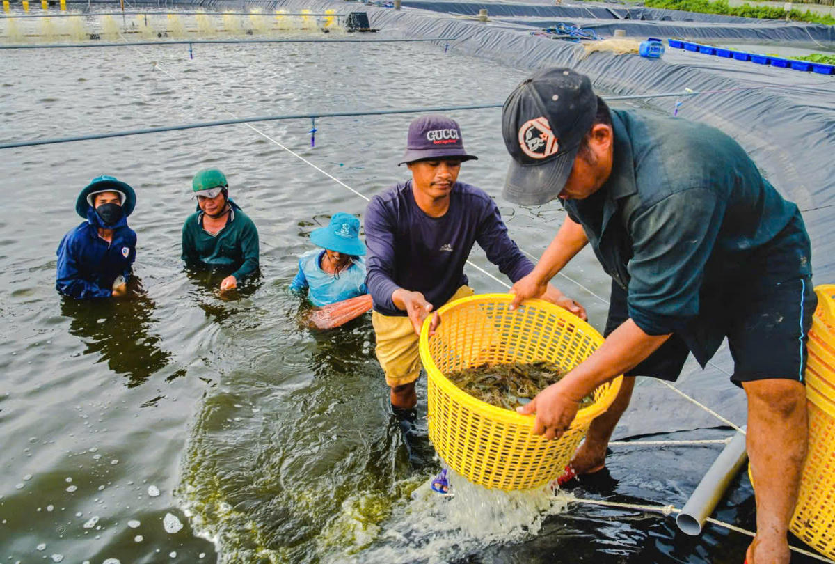  Giá tôm thẻ miền Tây tăng mức kỉ lục, dân nuôi trồng lãi to. Ảnh: Nguyên Du