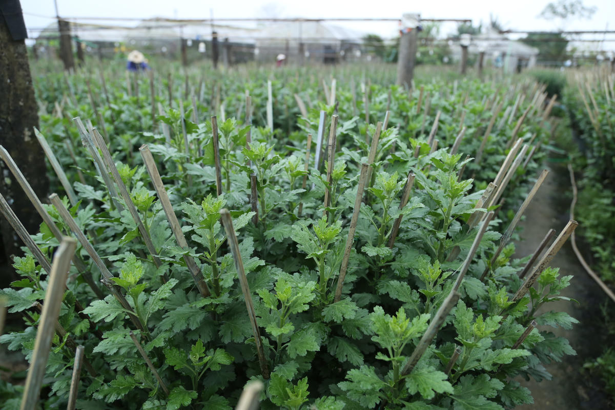 Thời tiết thuận lợi giúp các cây hoa làng An Lạc phát triển tốt.