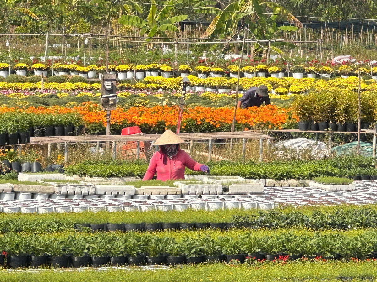Nhà vườn làng hoa Sa Đéc tất bật vụ hoa chuẩn bị cho thị trường Tết Nguyên đán năm nay. Rất nhiều loại hoa đã bắt đầu xuống chậu Ảnh: Trung Ngãi.