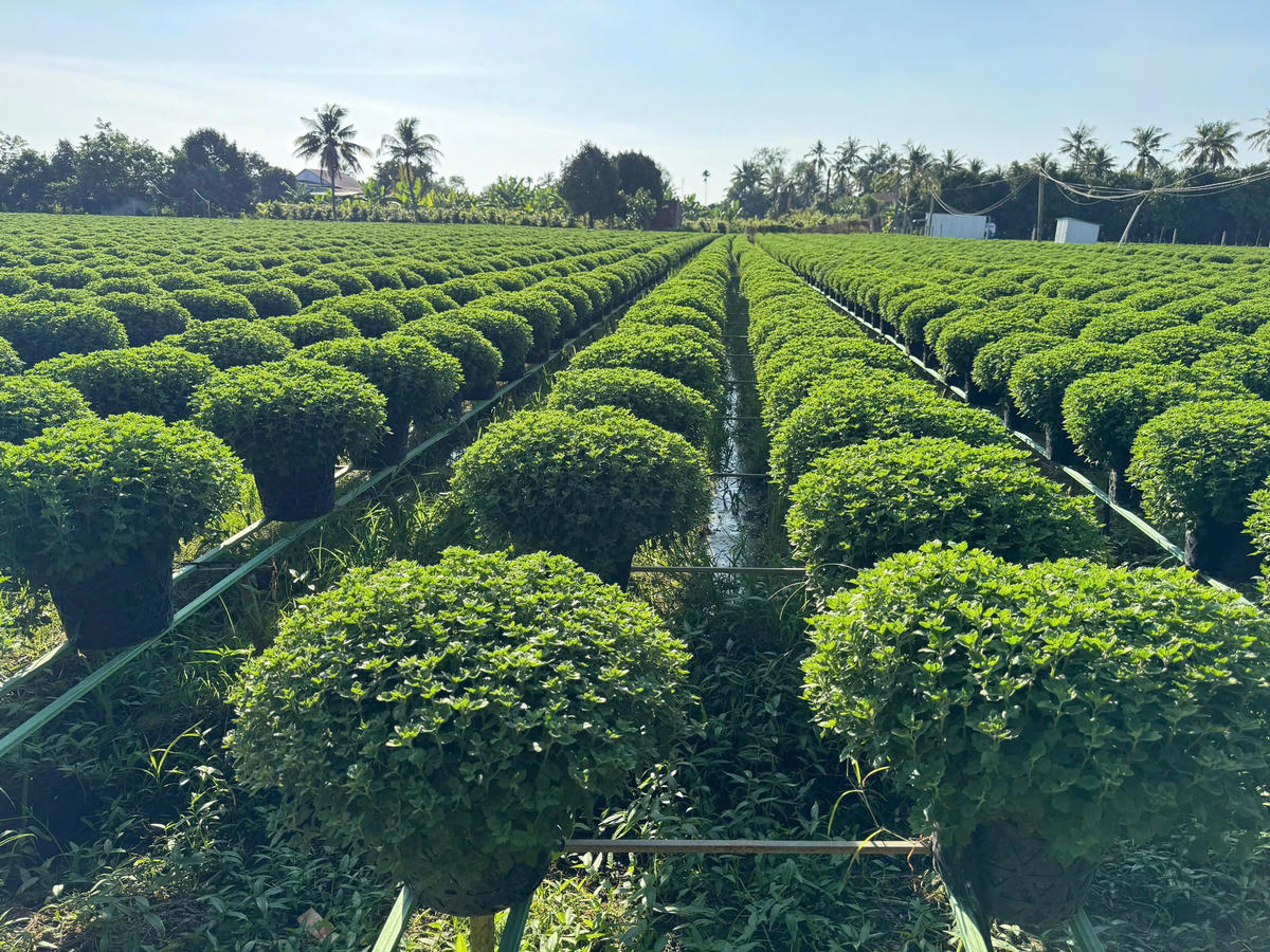 Cánh đồng hoa cúc mâm xôi ở xã Chợ Lách (tỉnh Vĩnh Long) phục vụ thị trường Tết Bính Ngọ 2026. Ảnh: Trung Ngãi.